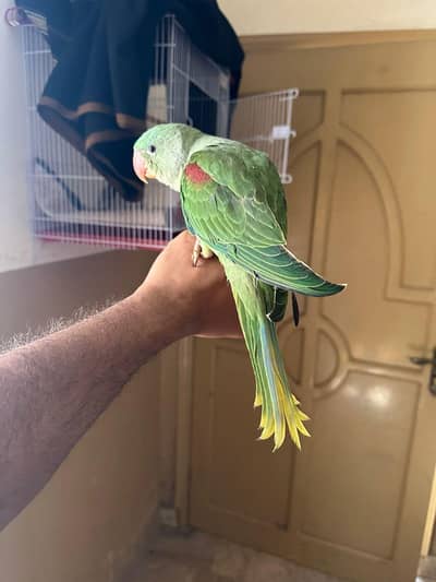 raw  chikss jambo size