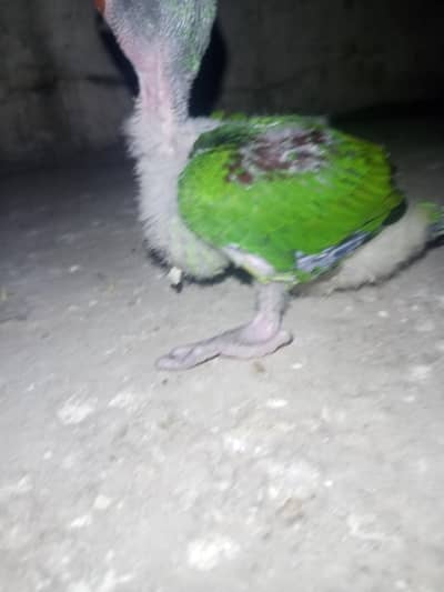 bolne wala tootay k bachay