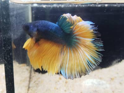 high quality betta  and female candy betta