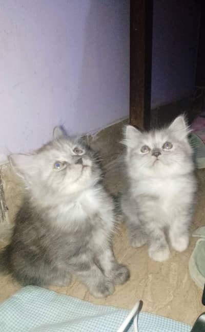 Persian kittens