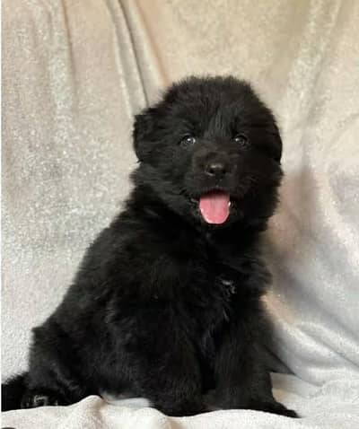 German Shepherd long coat puppy black German Shepherd