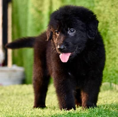 Pure Black German Shepherd Puppy Heavy Woolly Coat (Female)