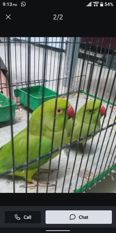 ringneck parrot male female