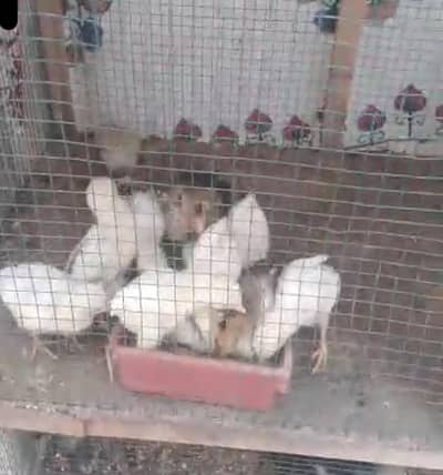 heera Galwa Qandari Chicks