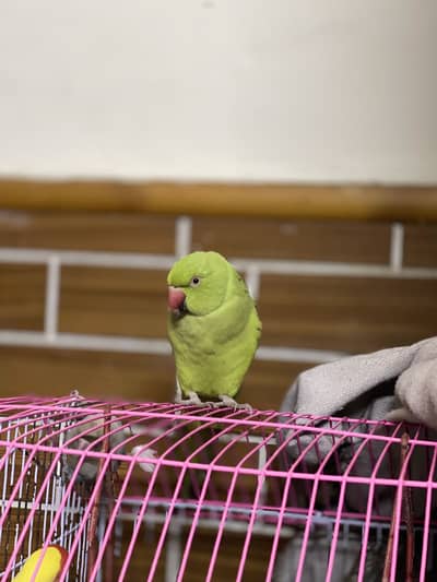 Green parrot and love birds