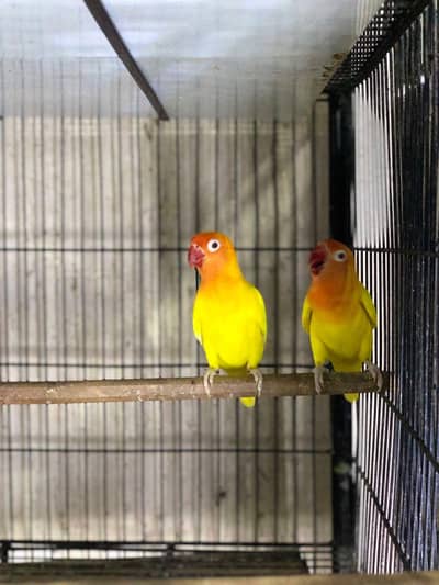 Lutino personata Red Eyes