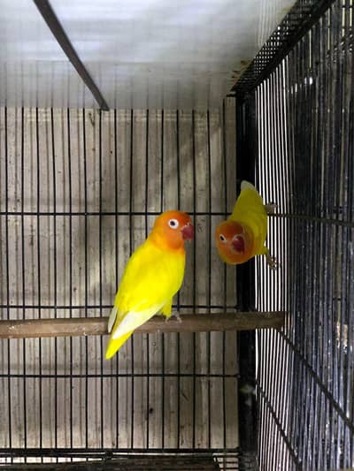 Lutino personata Red Eyes