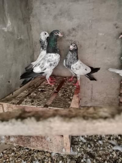 Parvazi baby pigeons Available