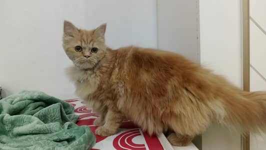 cat for sale age 9 month female