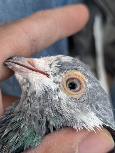 imam Deen breeder male