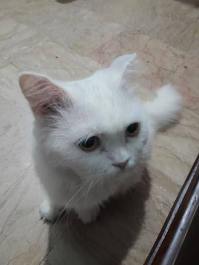 full white color Persian cat  fully active and playful