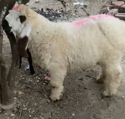 Chatra double hadi 5month age