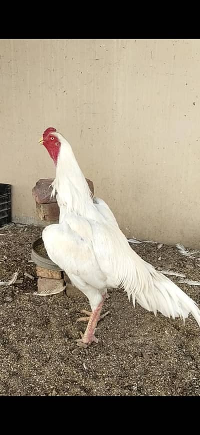 Breder Male for Sale