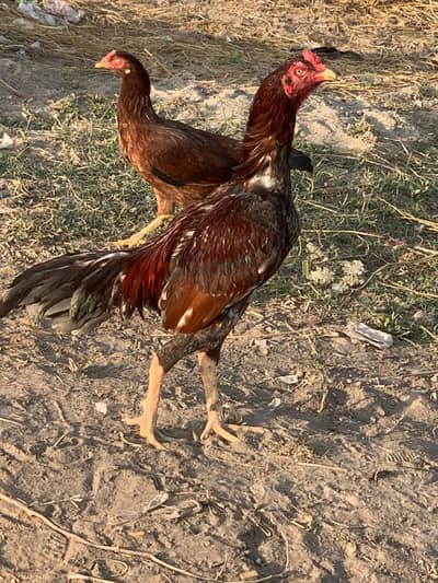 Aseel Murga O3OO-4833-892