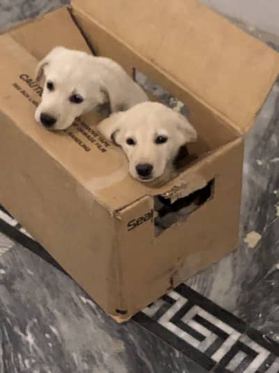 3 months labrador puppies