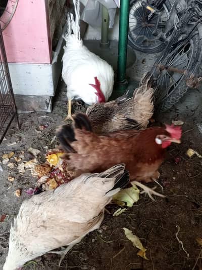 Desi Murghiyan & Fresh Anday Available – High Quality Farm (DG Khan)