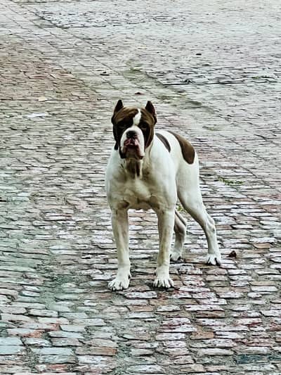 American bulldog Male