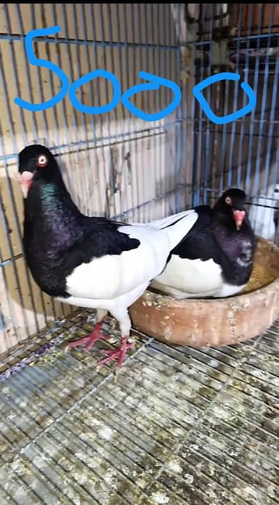 only booking pr Mily gy  03461101225