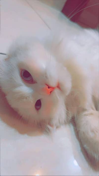 Blue Eyes Double coat Female Persian Cat along with one white kitten