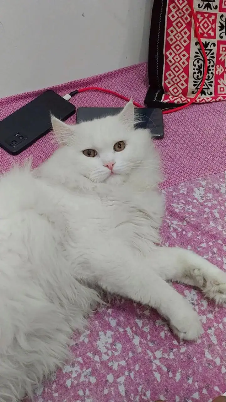 Blue Eyes Double coat Female Persian Cat with kitten — photo 5