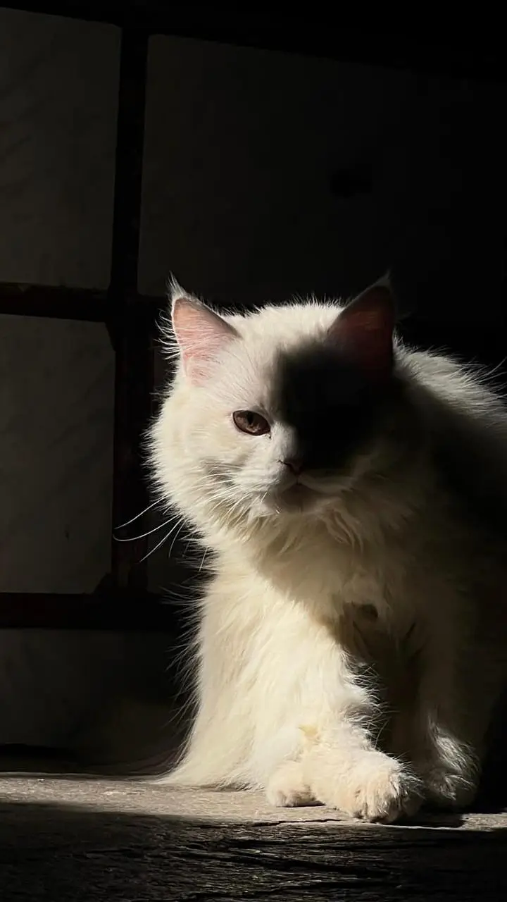 Blue Eyes Double coat Female Persian Cat with kitten — photo 6
