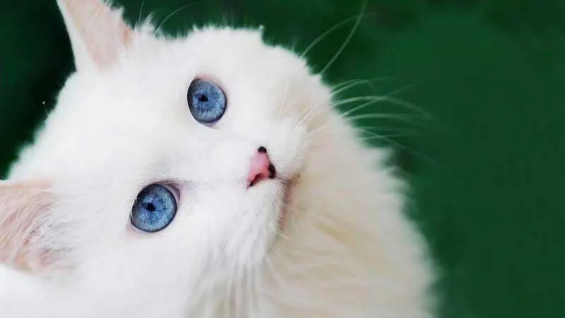 Blue Eyes Double coat Female Persian Cat with kitten — photo 7
