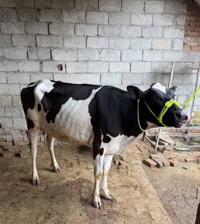 New Cow