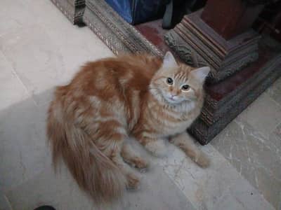 Pure persian cat ready to first breed