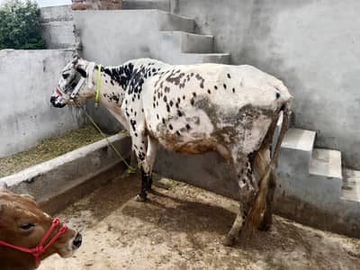 taza sowi howi cow Sath wachi