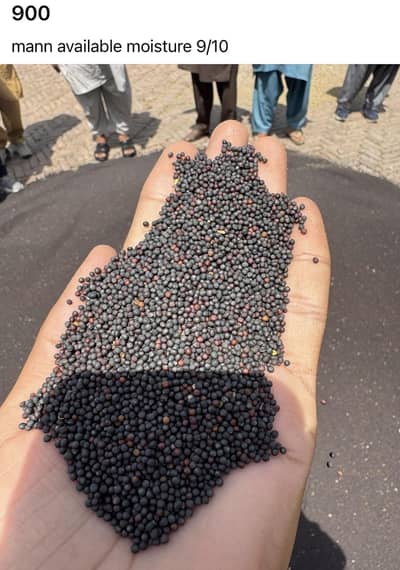 high ola for sale moisture 8/9