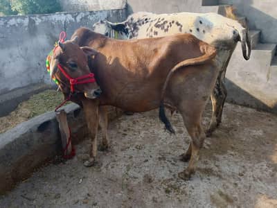 taza sowi howi cow Sath wacha