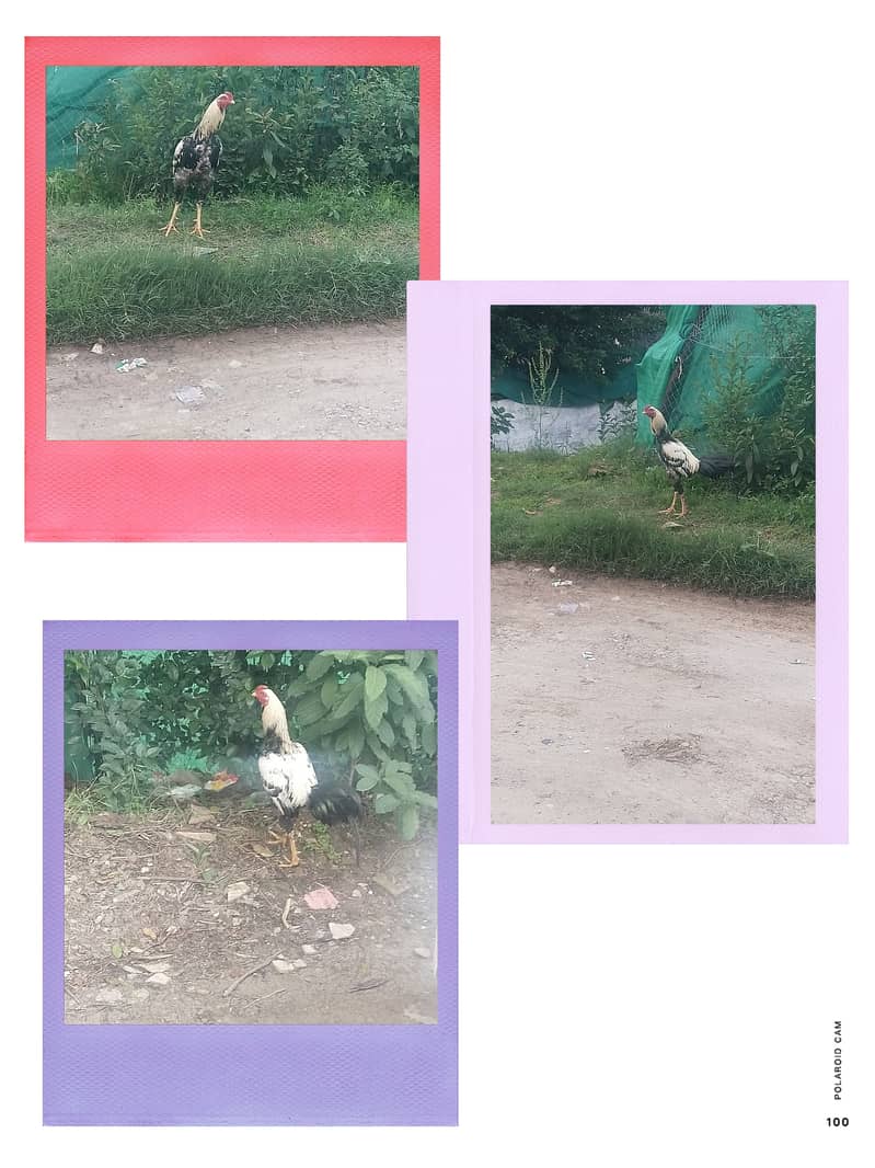 اصیل مرغا برائے فروخت 1