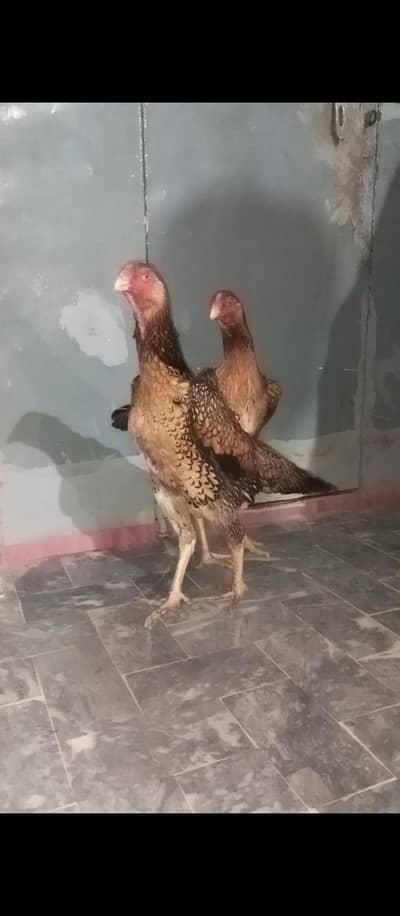 Shamo chicks and eggs and pair available