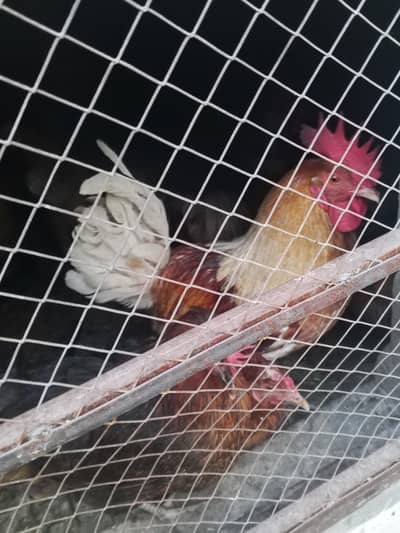 Desi murgiyan for sale