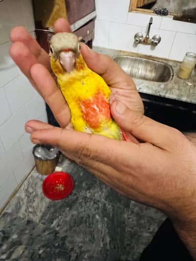 pineapple conure (Tamed)