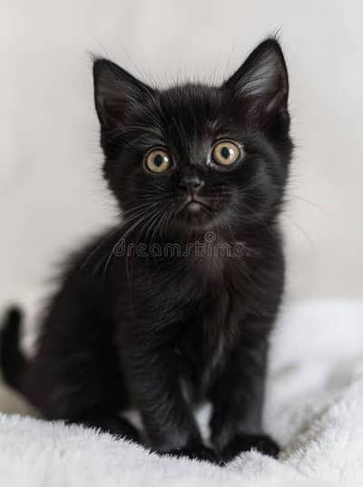 persian black kitten