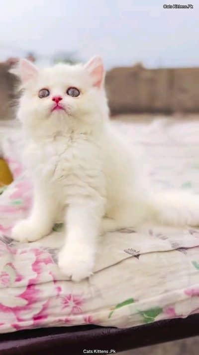 Persian cat for sale male or female my WhatsApp number3314372136