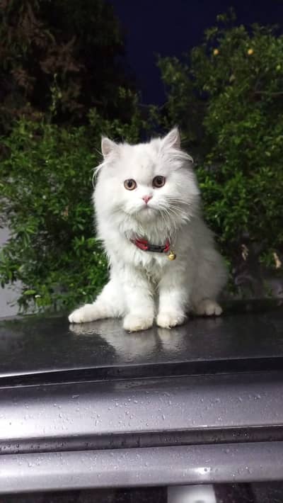 Punch Face Persian Cat