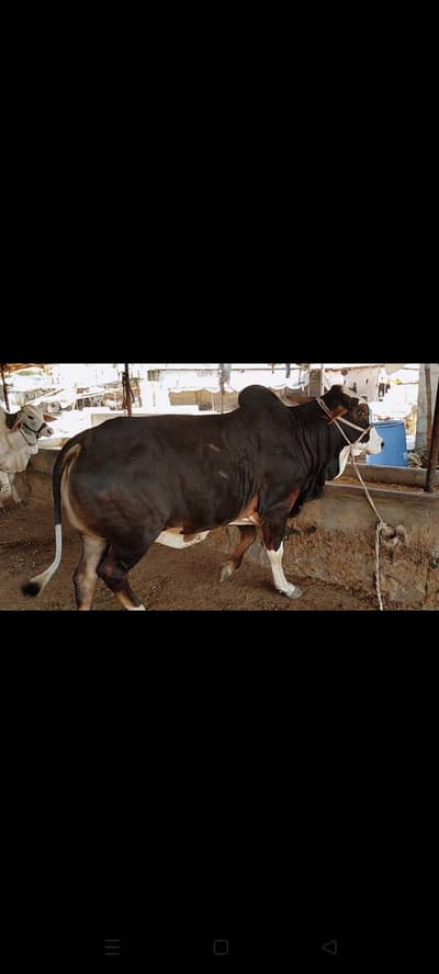 SHEIKH'S CATTLE FARM