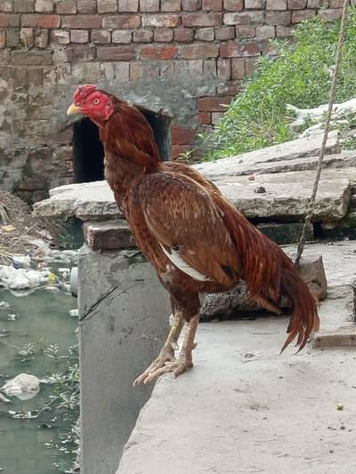 Pure Aseel Peela Murga