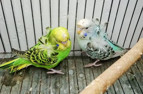 Hogoromo Pair (03455087055)