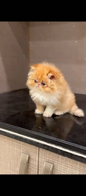 PIKI CFA BLOOD LINE KITTENS