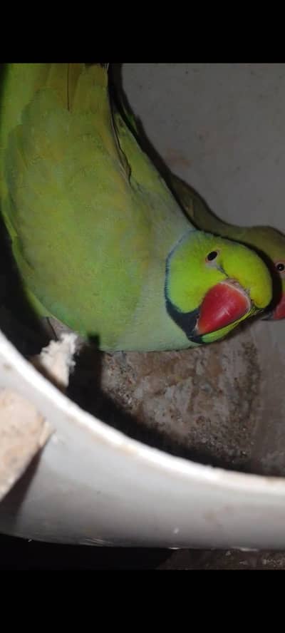 breadr ring nick pair