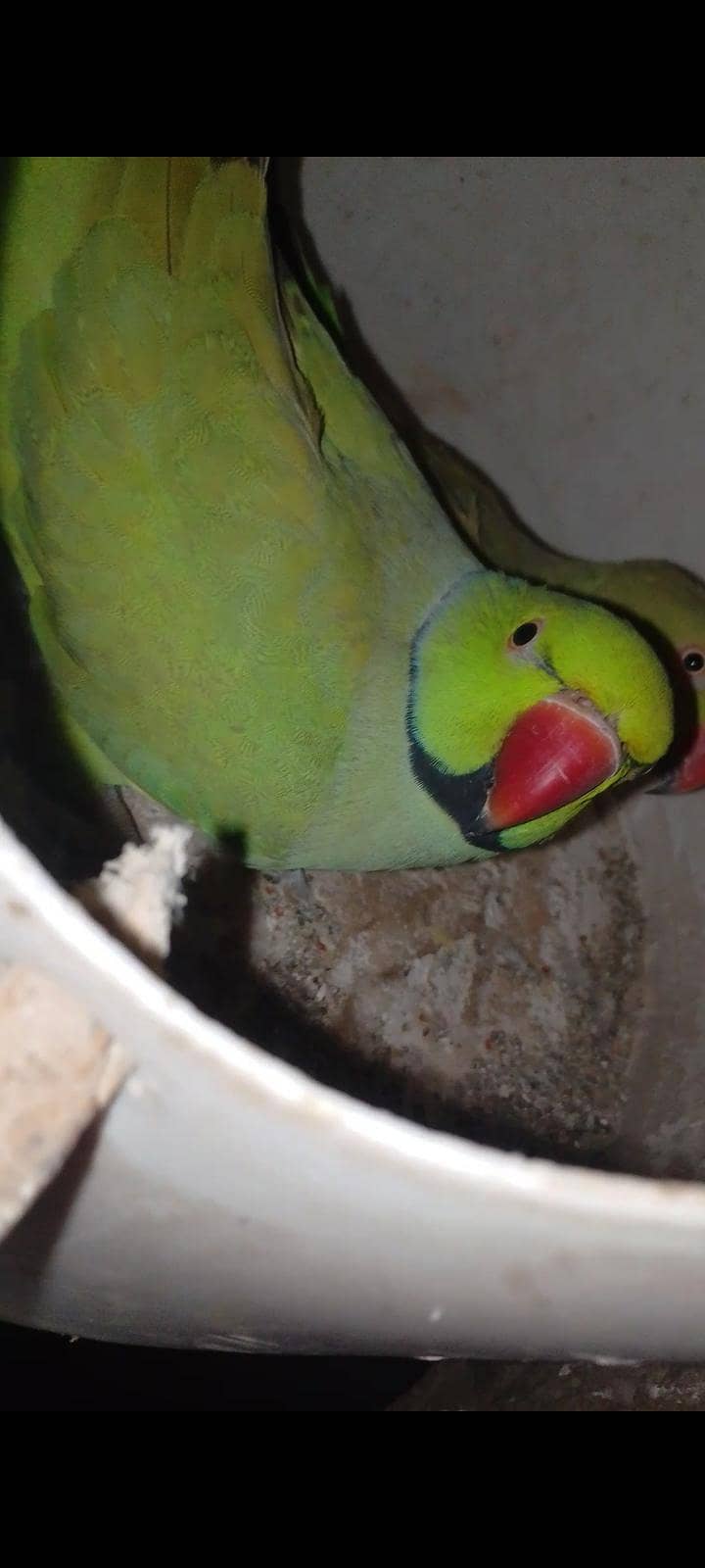 breadr ring nick pair 0