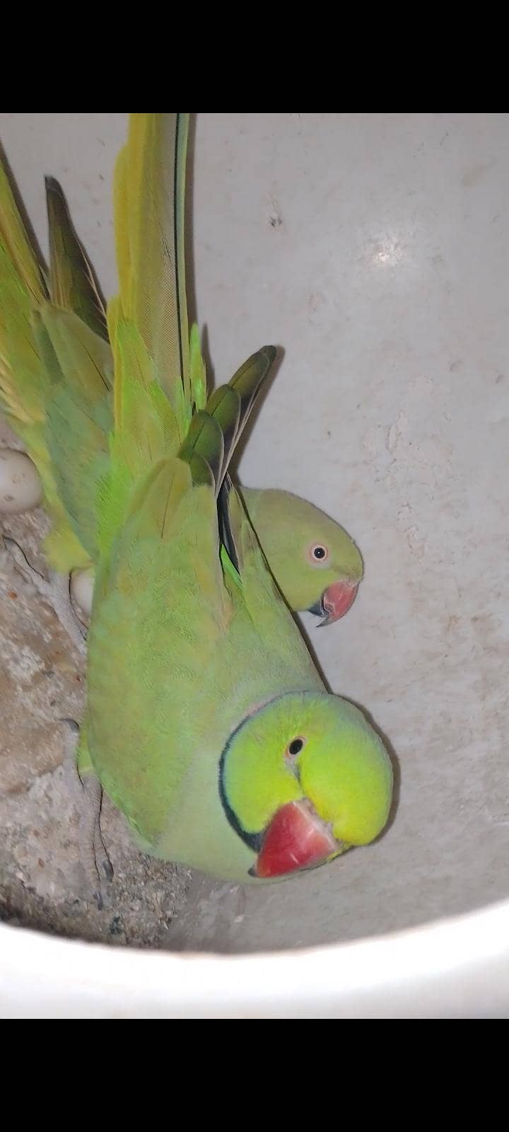 breadr ring nick pair 1