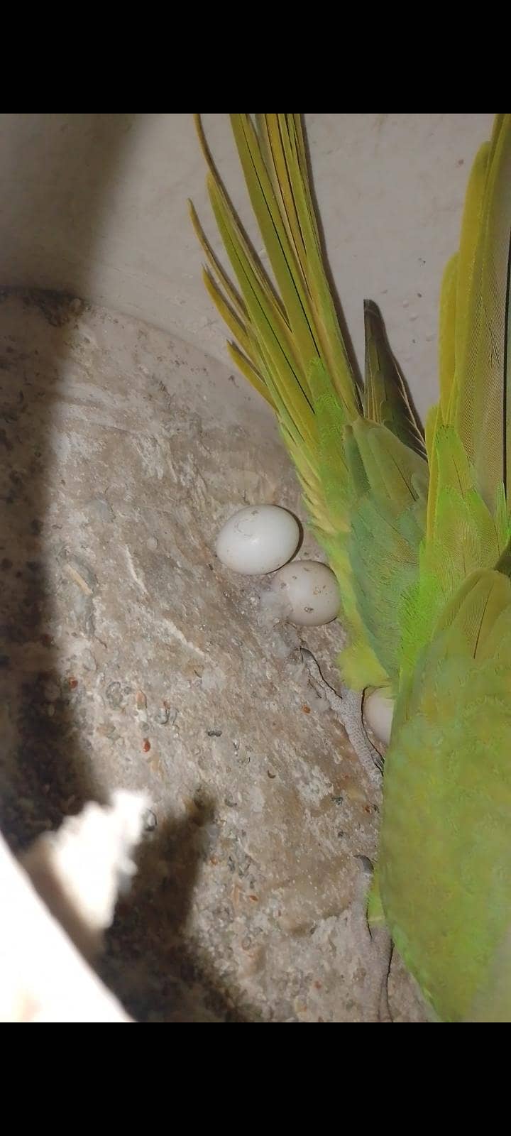 breadr ring nick pair 2