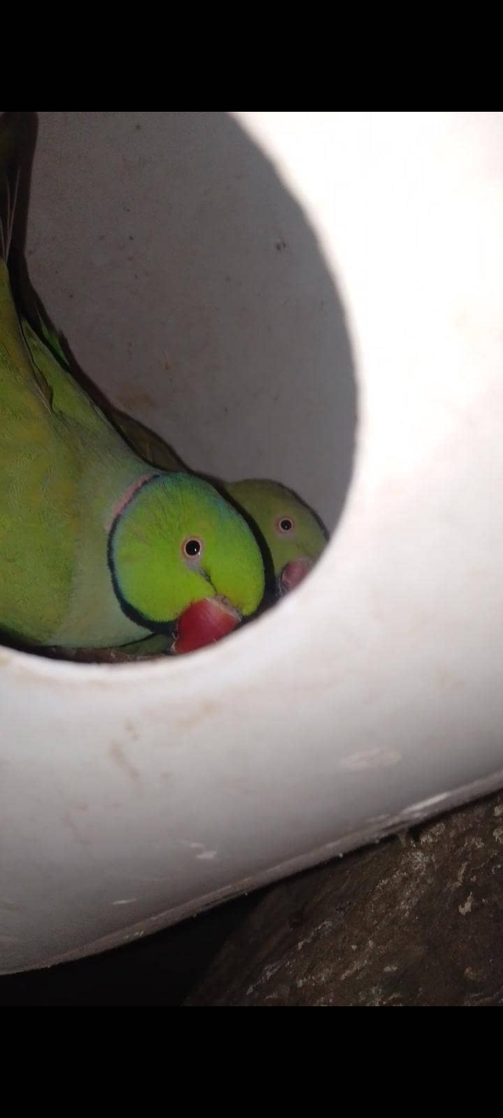 breadr ring nick pair 3