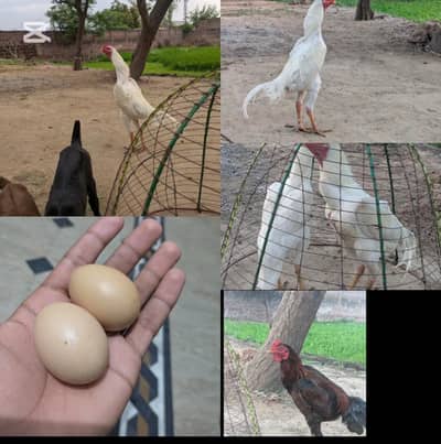 aseel shampoo eggs awalable chicks  &1 other aseel male for sale