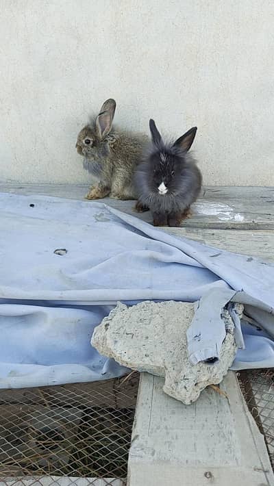 Fancy rabbit bunny pair