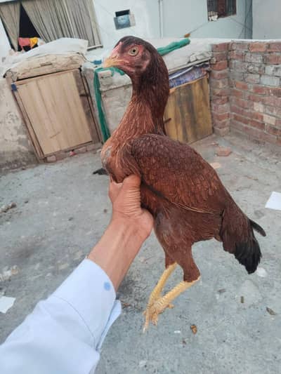 assel home bread for seal